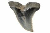 Serrated, Fossil Shark (Hemipristis) Tooth #170431-1